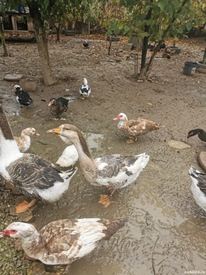 Gâște metis holmogor schimb - imagine 2