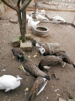 Păuni 2025 - imagine 3