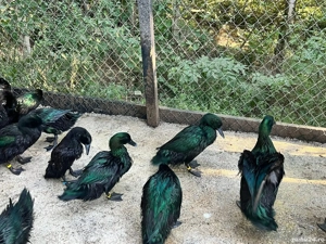 Rățoi kayuga  - imagine 3