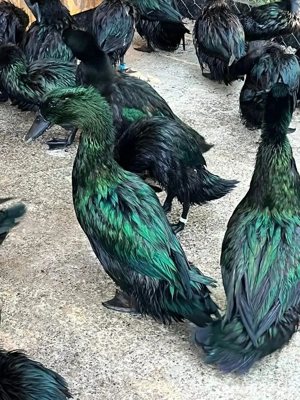 Rățoi kayuga  - imagine 2