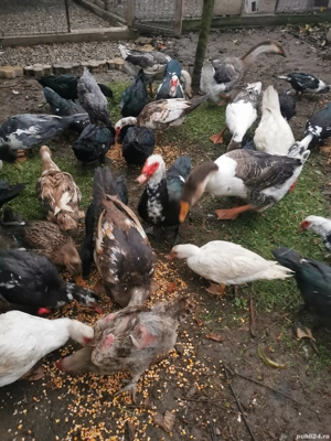 Rățoi lesesti..  - imagine 3