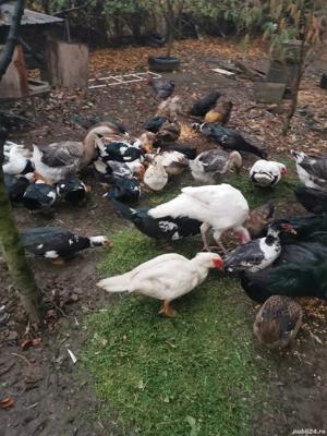 Rățoi lesesti..  - imagine 4