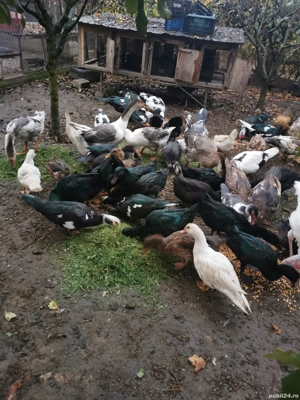 Rățoi lesesti..  - imagine 5