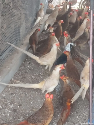 Fazani auriu pe roșu  - imagine 3