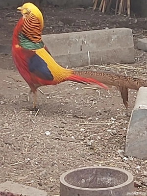 Fazani auriu pe roșu  - imagine 4