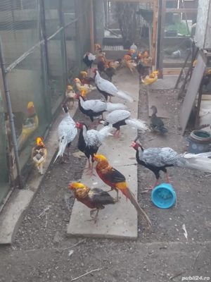 Fazani auriu pe roșu  - imagine 5