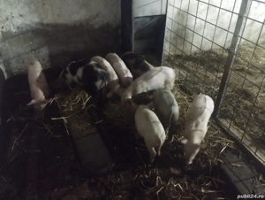 purcei de 8 săptămâni 