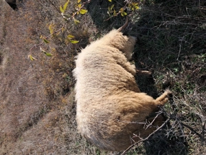 Vand 3 oi de taiat - imagine 2