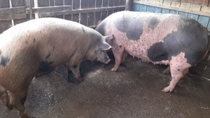 Porci de vânzare  - imagine 2