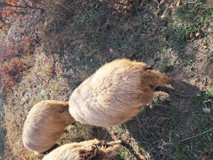 Vand 3 oi de taiat - imagine 3