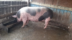 Porci de vânzare  - imagine 3