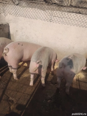 vând porci marele alb - imagine 3
