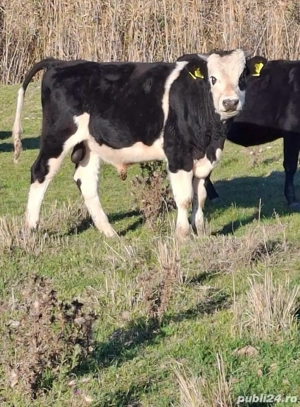 Taurasi de vanzare - imagine 5