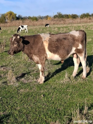 Taurasi de vanzare - imagine 3