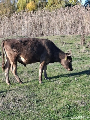 Taurasi de vanzare - imagine 4