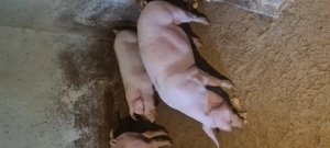 Porci Vanju Mare 80-100kg 