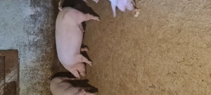 Porci de carne 70-100kg - imagine 3