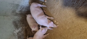 Porci Vanju Mare 80-100kg  - imagine 3