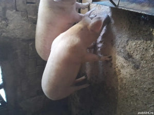 porci de vânzare  - imagine 2