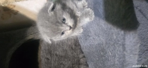 pisici british shorthair  j - imagine 2