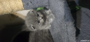 pisici british shorthair  j