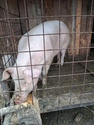 vând porc  - imagine 3