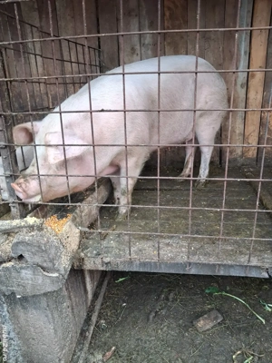 vând porc  - imagine 2