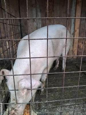 vând porc  - imagine 4