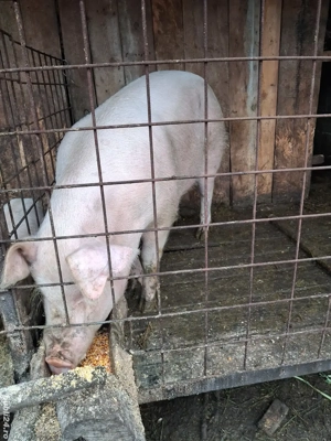 vând porc  - imagine 5