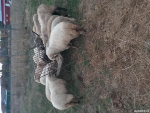 Vând 7 oi rasă Țigaie