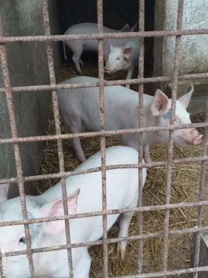 de vânzarea crescut in gospodărie proprie rasă 