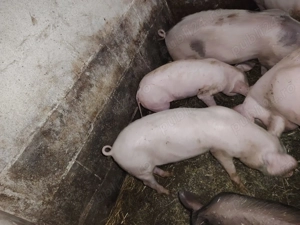 Porci și purcei de vânzare - imagine 2
