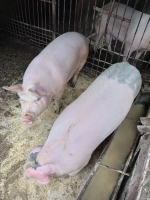porci de vânzare 