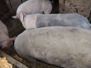Porci și purcei de vânzare - imagine 4