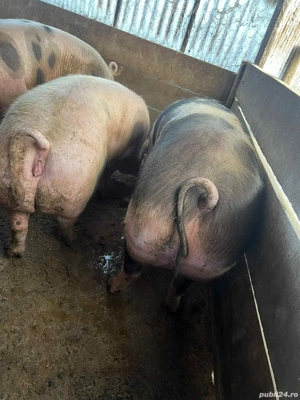 porci de carne  200-300kg 