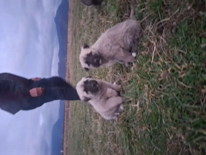 Vand catei superbi - imagine 4