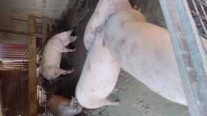 Porci de vânzare  - imagine 2