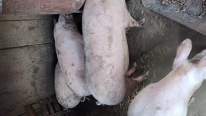 Porci de vânzare  - imagine 3