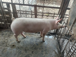 Vând scrofa pentru sacrificat sa de reproducere - imagine 3