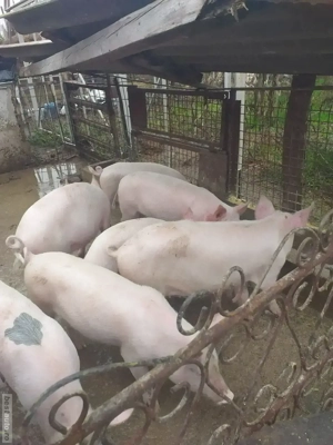 de vânzarea șoldani prețul diferă de mărime 