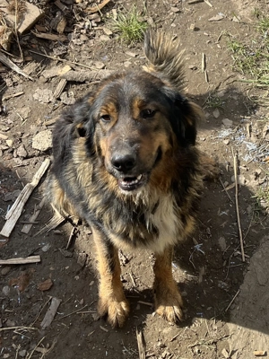 Cățel găsit - caut căsuță sau stăpân!