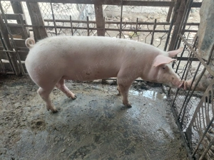 Vând scrofa pentru sacrificat sa de reproducere - imagine 4
