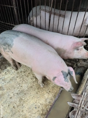 porci de vânzare  - imagine 2