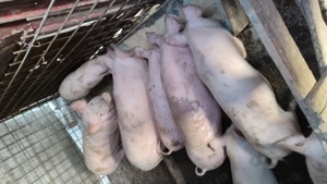 Porci de vânzare  - imagine 5