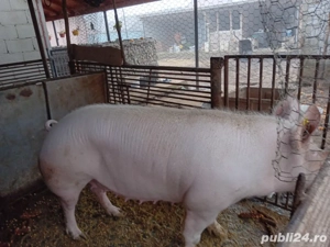 De vânzare  - imagine 2