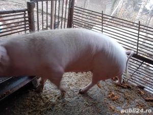 De vânzare  - imagine 4