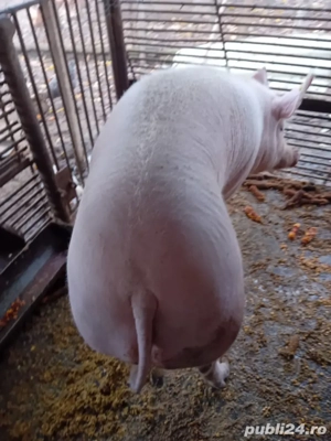 De vânzare  - imagine 3