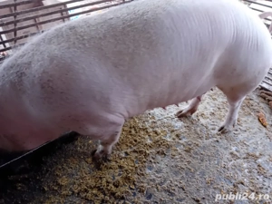 De vânzare  - imagine 5