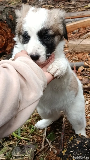 ofer spre adopție 3 cățelușe  - imagine 4