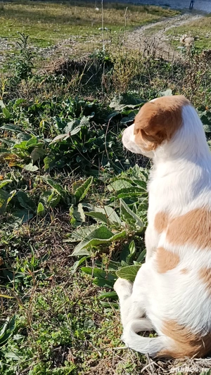 ofer spre adopție 3 cățelușe  - imagine 5